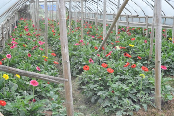 Tay Tuu flower village in Spring - ảnh 8